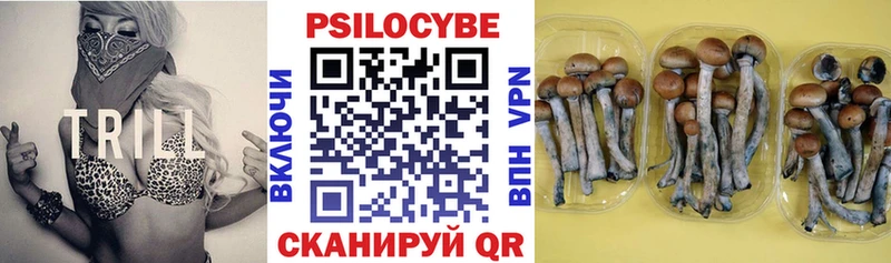 как найти наркотики  Богородицк  Галлюциногенные грибы MAGIC MUSHROOMS 